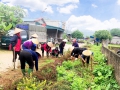 Cán bộ giáo viên trường Mầm non Hữu Sản tham gia Lao động cộng sản tại xã Hữu Sản.